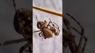 Super Fight #spider