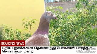 புதிய புறாவை நம் வீட்டிற்கு பலக்குவது எப்படி