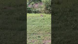 In God with Wild Rabbits in my yard at home in Dennard Arkansas