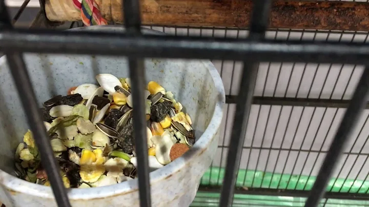 How to care cage feed squirrel monkey - DayDayNews