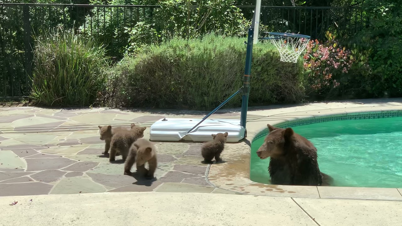 Mama and FOUR cubs