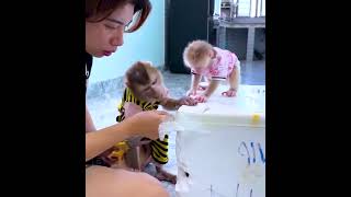 Curious Monkeys Monkey Kaka and Mit Exploring Grandma's Gift Box