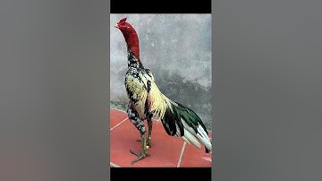 gà chọi đẹp nhất 2023 Tay đấm đi thomo