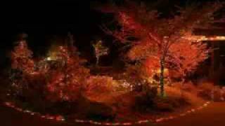 Rossellina - Buon Natale 2009.avi