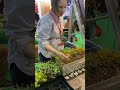 Озеленение декоративное для частного дома. 2024 май. #стройкадома