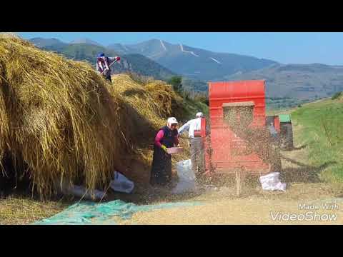 PATOS posof süngülü köyünde patos  vurma anı   balcıgiller