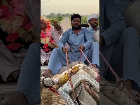 Dulhey ki ae gi barat Part=2