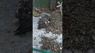 Белоплечий орлан кричит и защищает еду