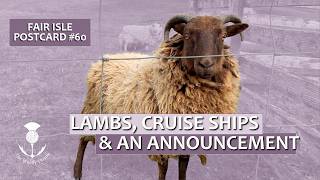 Fair Isle Postcard #60 Lambs, Cruise Ships and an Announcement!