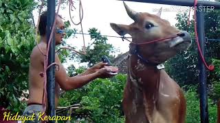 Kerapan sapi || Memandikan Sapi Kerapan || Panglima Jenglot