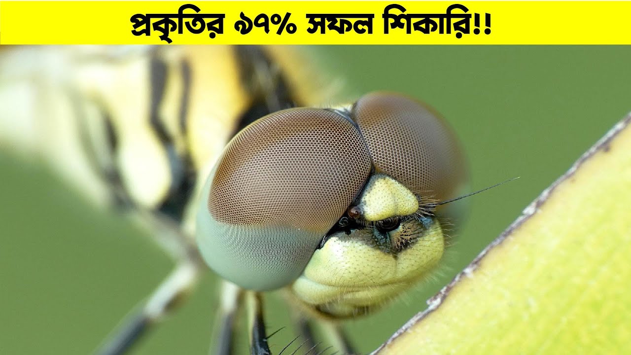 আকাশের ভয়ংকর শিকারি 🐉 ।। Dragonfly Hunting Skills Explained