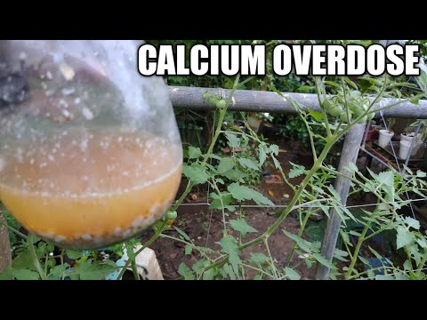 Video: Calcium Sa Mga Halaman: Kailangan ba ang Calcium sa Lupang Hardin?