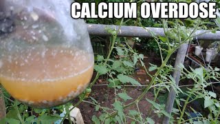 4 BENEFITS NG CALCIUM SA MGA TANIM