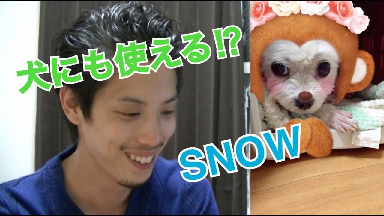 Snowは犬にも使える 愛犬で試してみた Youtube