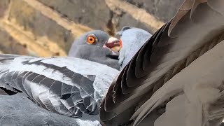 Pigeon Fight!