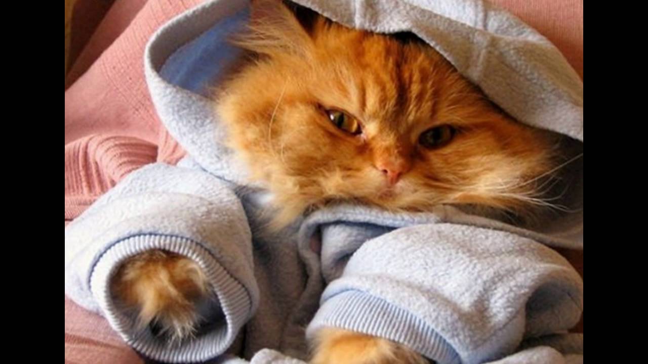 Кот в кофте. Рыжий кот в одежде. Милые котики в одежде. Милый котенок в капюшоне. Кофточки для котят.
