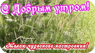 С Добрым Утром! 🌸Пусть Утро Начнется Легко И Радостно!🌸Good Morning!🌸