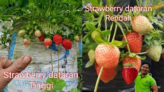 strawberry dataran tinggi dan inspirasi untuk yang di dataran rendah #dawongstrawberry