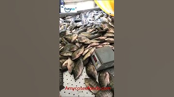 Tilapia Fillet processing in China