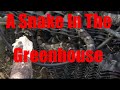 October 25th, 2020 A Snake In The Greenhouse And My Pest Control Perspective Regenerative Ag