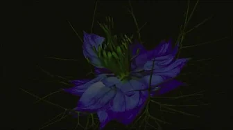 Canon Pachelbel