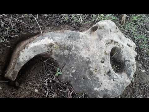 شارة رأس الفيل وإسخراج الدفين بالقوة وكانت المفاجئة 