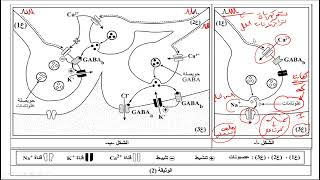 علوم طبيعية الجزء الثاني من تمرين النقل العصبي باك 2022