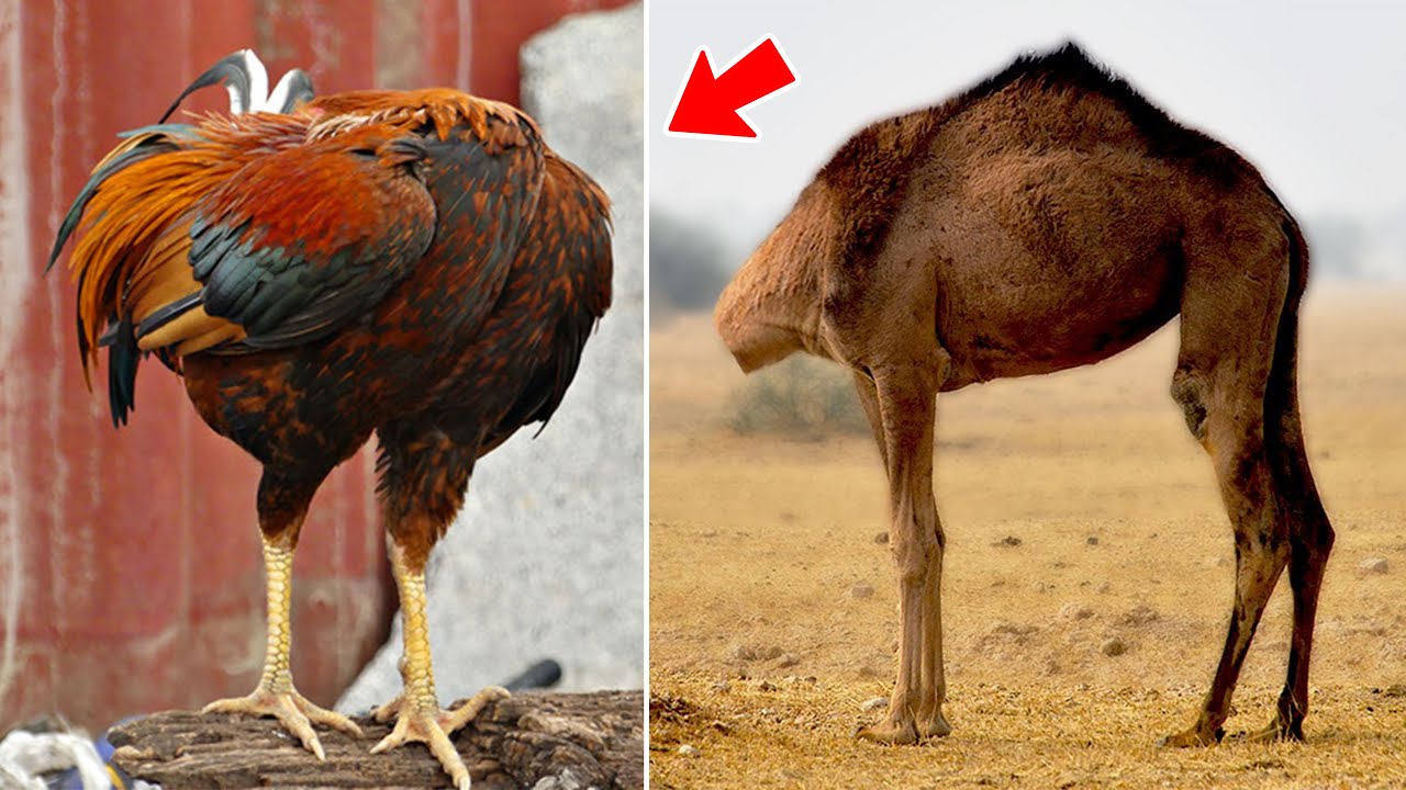 वह जानवर जो बिना सिर के भी जीवित रह सकता है | These Animal Can Cheat Death