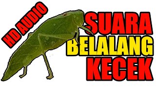 SUARA MASTERAN WALANG KECEK SPEED LAMBAT - AUDIO JERNIH FULL HD