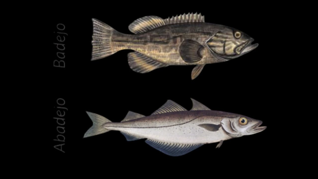 BADEJO OU ABADEJO ? SABE A DIFERENÇA ?