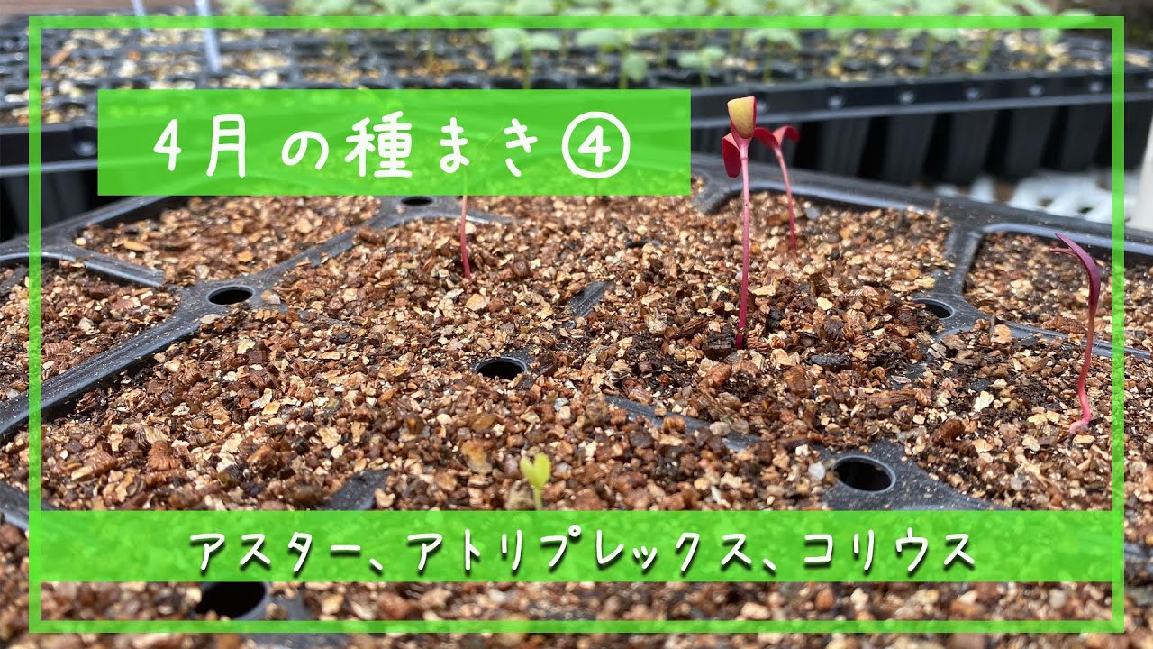 4月の種まき４ アスター アトリプレックス コリウス 札幌園芸日記 Youtube