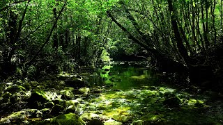 Fantastic Melodies of Nature, birds chirping.Relaxing forest Sounds.Babbling Brook. ASMR by Listen To Nature 857 views 2 weeks ago 6 hours, 3 minutes