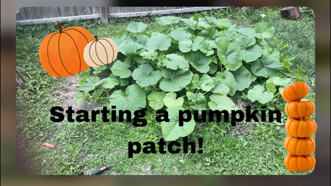 You can still plant pumpkins 🎃 right now! virginia backyardgardening