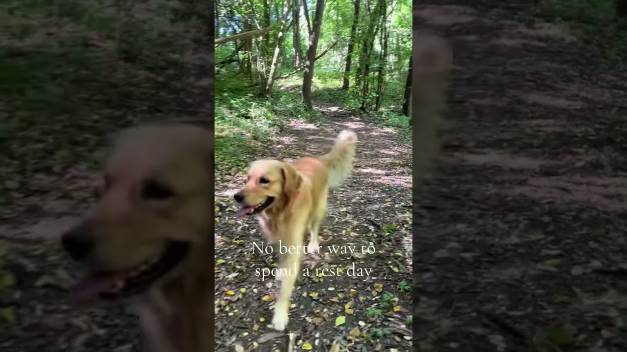 The perfect way to spend a rest day 🥰   #dogshorts #goldenretriever #dogsofinstagram #easythegolden
