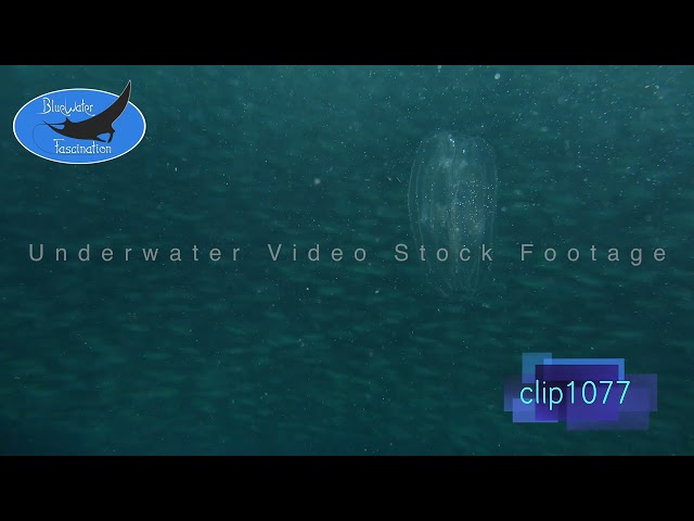 1077_Jellyfish vivid colors. 4K Underwater Royalty Free stock Footage