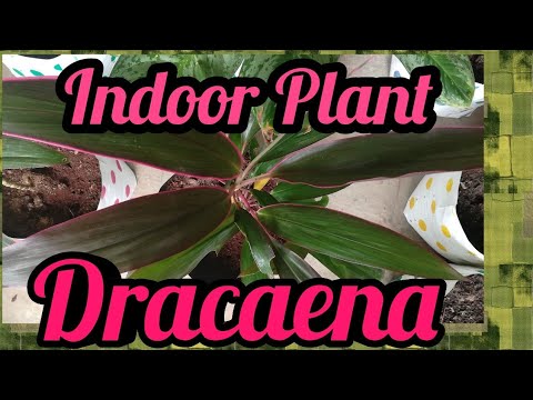 Video: Dracaena Augsne: Kāda Zeme Ir Nepieciešama, Lai To Pārstādītu Mājās?