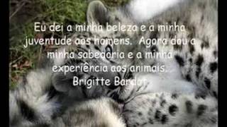 Os Animais E O Homem The Animals And Men Os Animais E O Homem The Animals And Men
