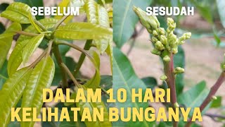 Experiment memunculkan tunas bunga || sudah ada yang coba ? PDM (Potes Daun Muda)