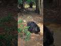 #shorts #disney #baloo #talespin #cartoon #beautiful #bear #wildlife #cinematic #trending #viral 🐻