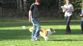 Rally Obedience Beginner 1.Start