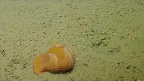 Shy Octopus Hides Inside Its Own Tentacles  Nautilus Live