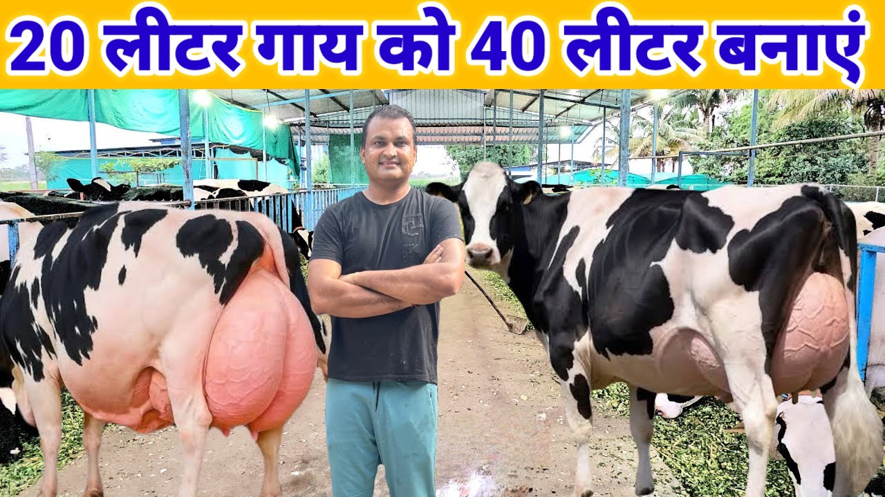 डेरी फार्मिंग में ब्रिडिंग कैसे करें || अच्छी मिल्क में पशु कैसे त्यार करें || dairy farming video 
