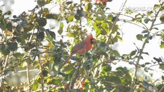 How to Attract Birds & Butterflies to Your Backyard