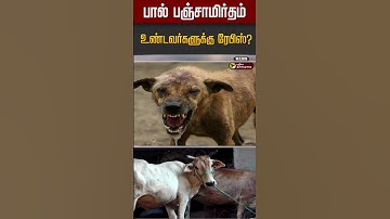 பால் பஞ்சாமிர்தம் உண்டவர்களுக்கு ரேபிஸ்? #shorts