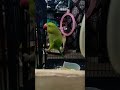 day - 72 Parrot's Cute Friendly Reaction Will Melt Your Heart 🥹🦜 #shorts #parrot #viral #ytshorts