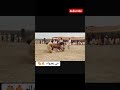 Horse Dance New Video Ustad Tanveer Haider Bharwana Horse Horselover Old