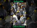 Surprising Penguin Facts: From Love Stones to Ultraviolet Hunting