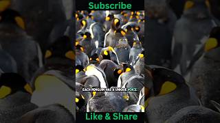 Surprising Penguin Facts: From Love Stones to Ultraviolet Hunting