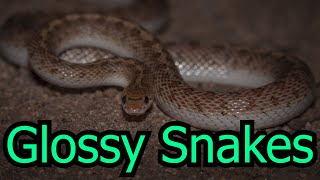 Glossy Snakes