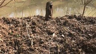 Hog Hunting Game Lands - Mocksville, NC, Davie County ALCOA-South screenshot 5